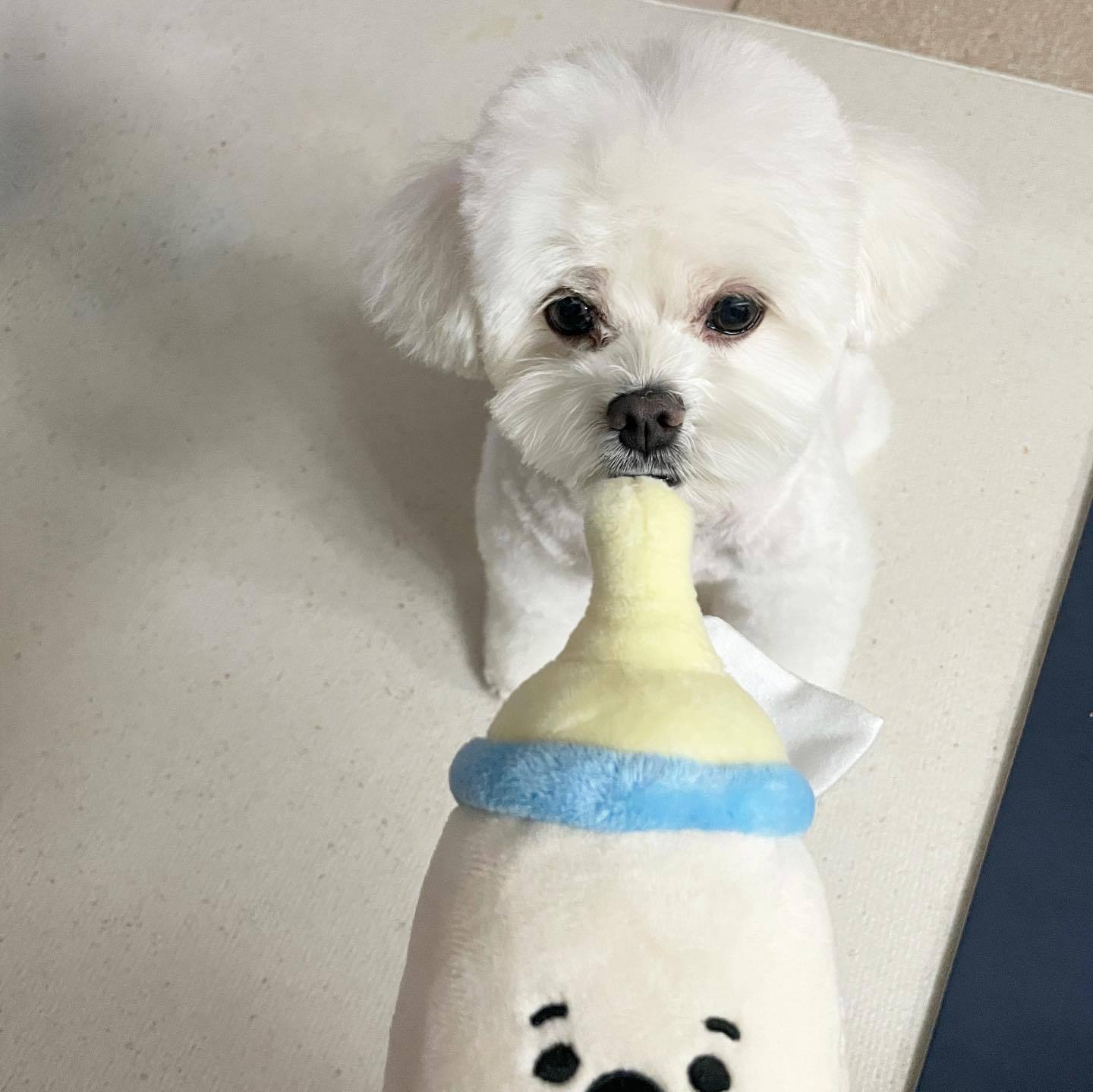 Cute Baby Bottle/Pacifier/Rattle Dog Toy