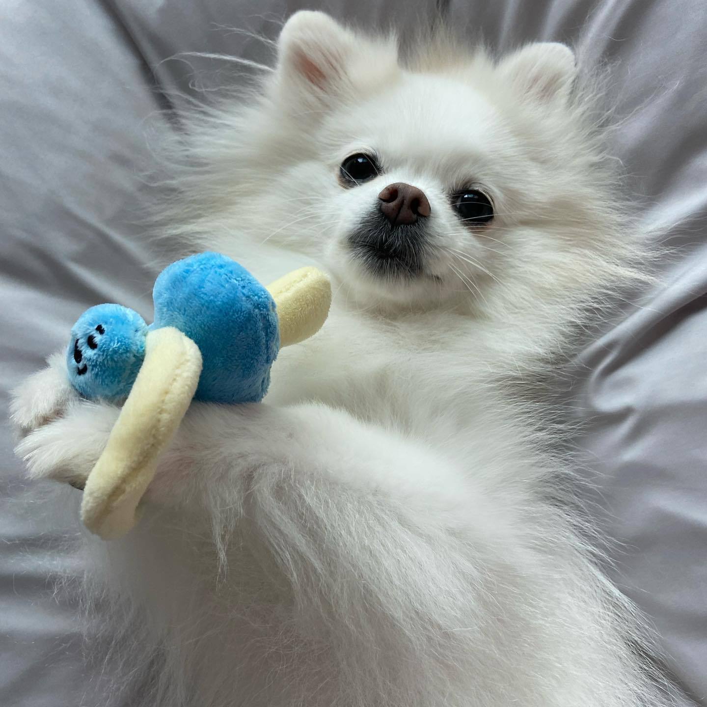 Cute Baby Bottle/Pacifier/Rattle Dog Toy